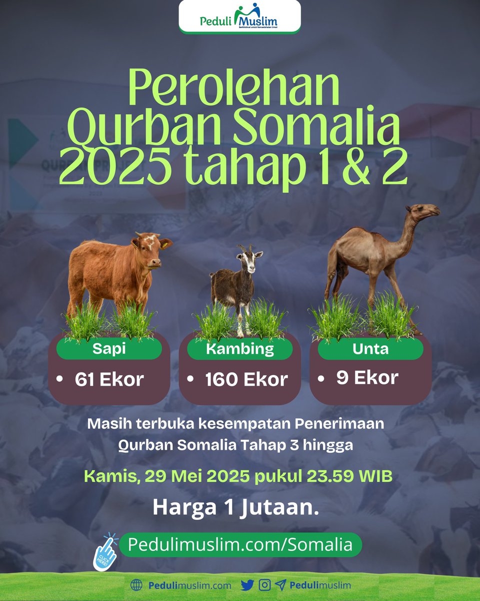 PeduliMuslim's tweet photo. Perolehan qurban Somalia 2025 tahap 1 &amp; 2:
• Sapi = 61 ekor
• Kambing = 160 ekor
• Unta = 9 ekor

Masih terbuka kesempatan partisipasi Qurban Somalia Harga Rp 1 jutaan Tahap 3.

Langsung klik saja: https://t.co/p1QUER6eOw https://t.co/9gnCeNaYdP