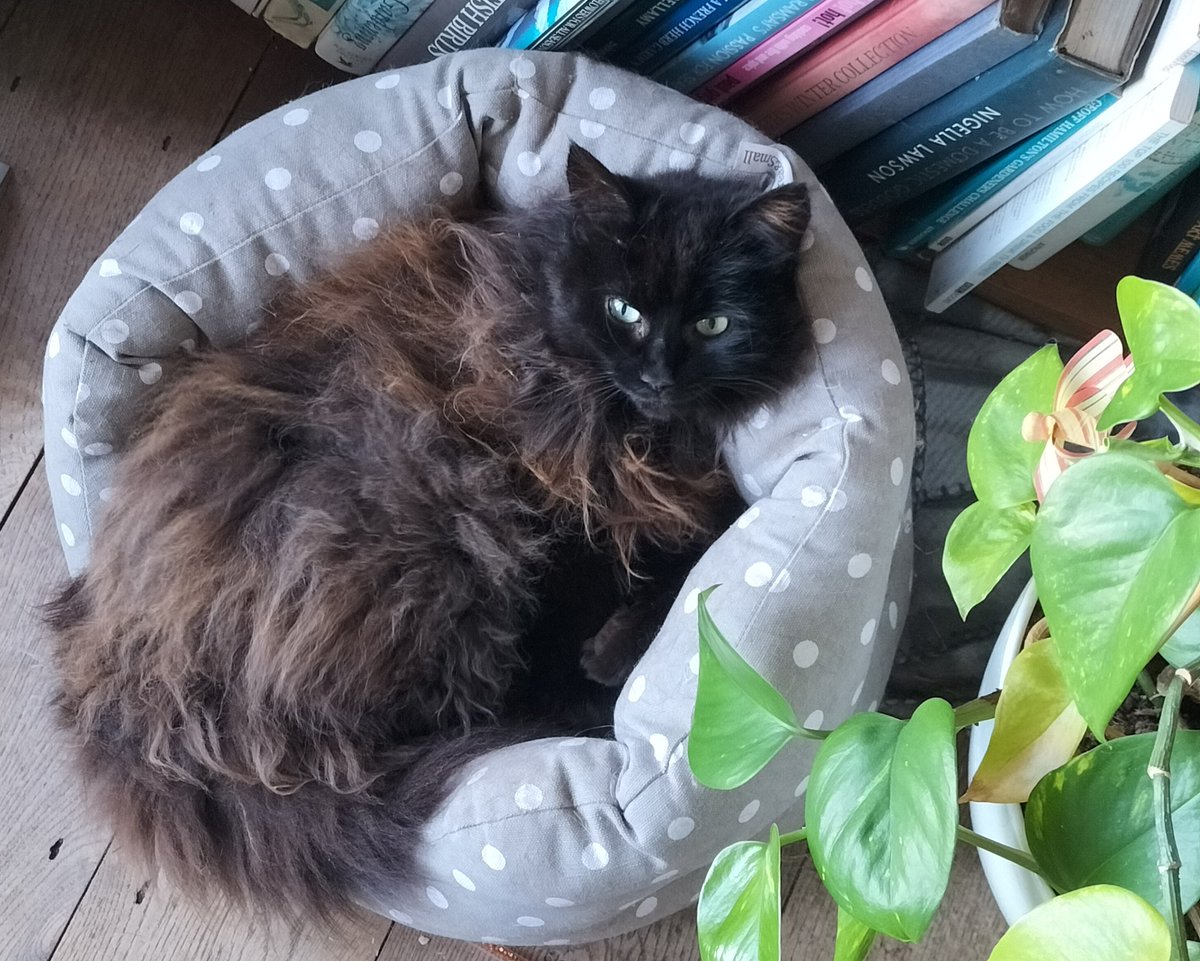 Goodbye my darling little Pom, I couldn't have loved you more 💔