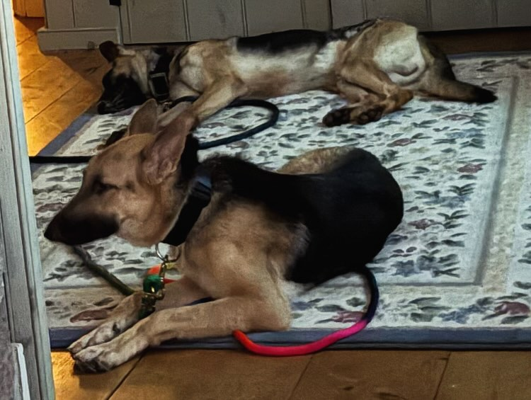 notthesameone2's tweet photo. Max &amp; Leo are out of the shelter, together ❤️ https://t.co/7DRV7IcFNB