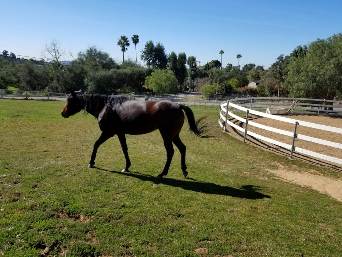 Meet Lola – A Loving Thoroughbred Mare Looking for a New Home (Fallbrook CA). More info here: hanaeleh.org/thoroughbred-m… PLEASE SHARE