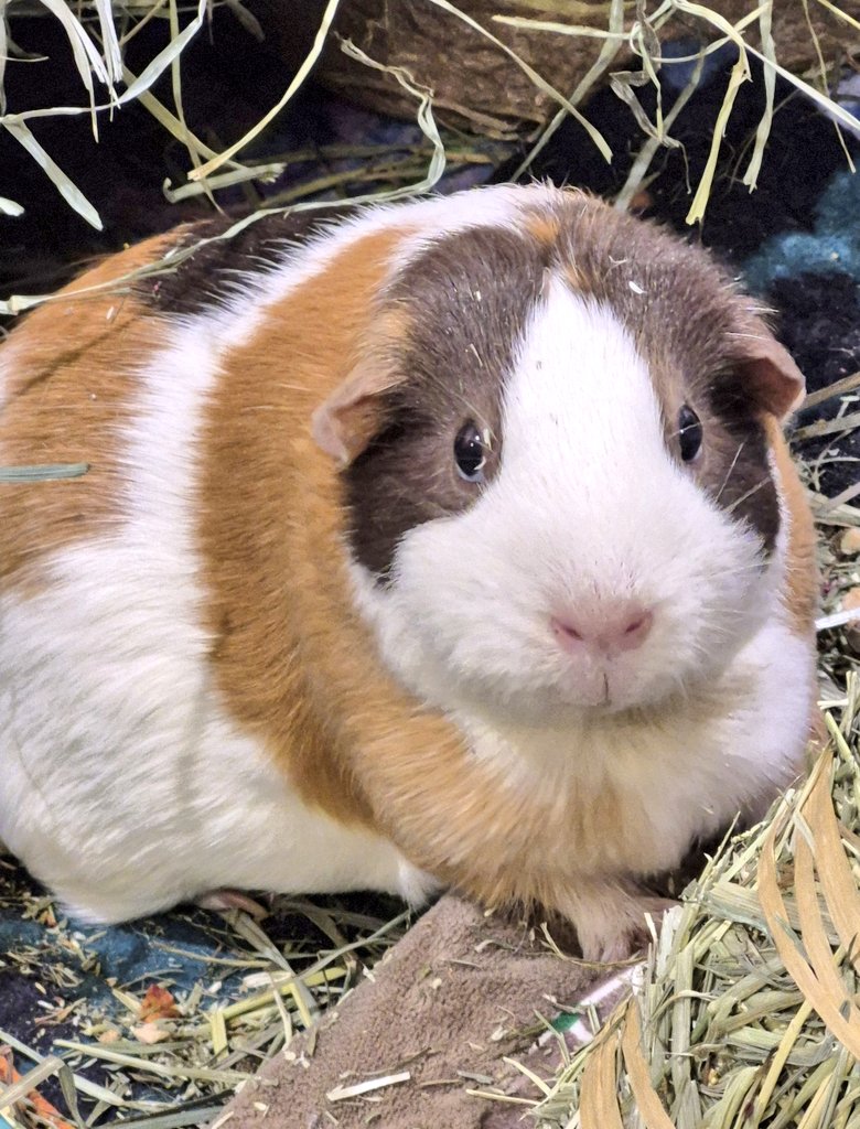 Christie Porcellus tweet media