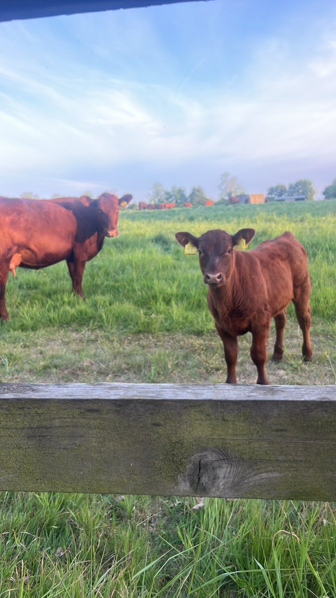 Brilliant evening with <a href="/CLAEast/">CLA East</a> at Dennington Hall learning all about the farm, their turtle dove project and <a href="/wildfarmed/">Wildfarmed</a> crops 🌾 Thank you for a very informative farm walk 👏🏻