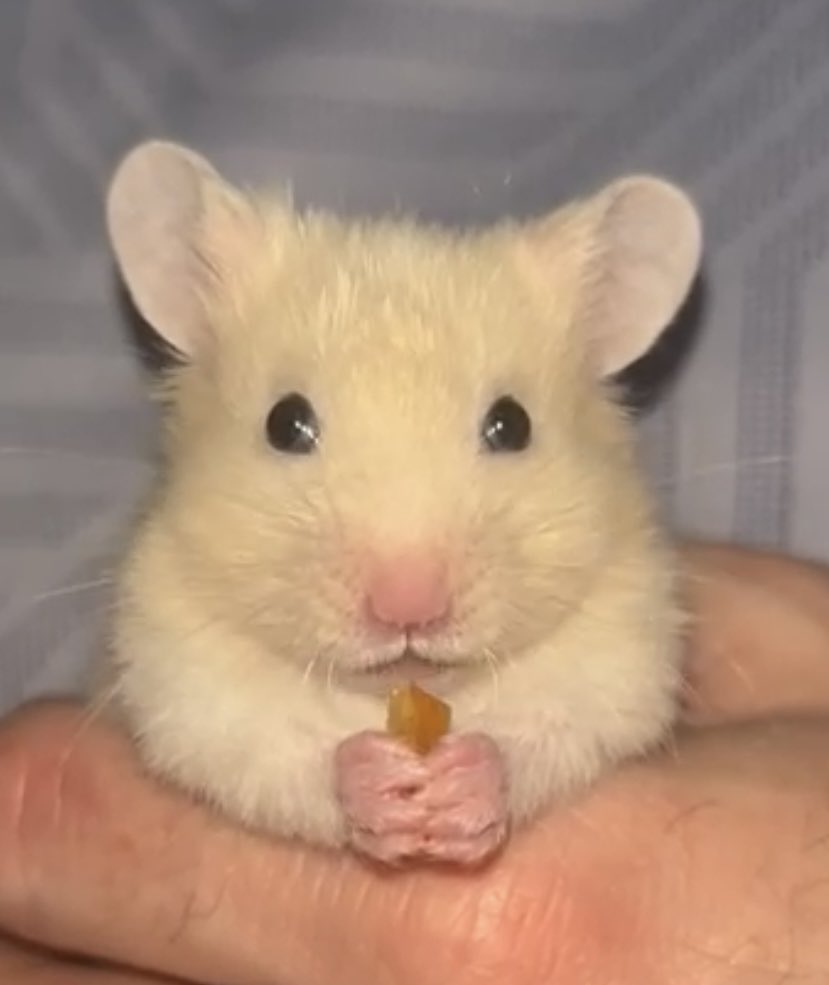 Craig Scott tweet media