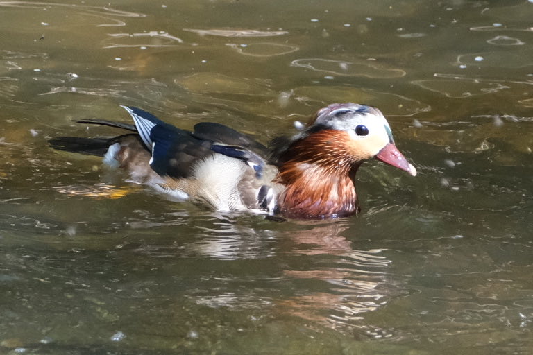 GadgeesBlog's tweet photo. #derwent #northumbria
#bird #photography 
#birdphotography 
#wildlifephotography 
#wildlife https://t.co/AK6uFbTC92