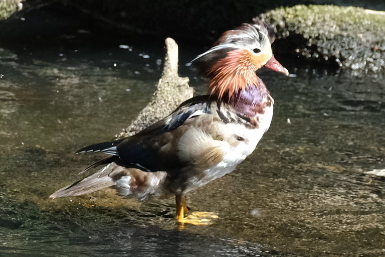 GadgeesBlog's tweet photo. #derwent #northumbria
#bird #photography 
#birdphotography 
#wildlifephotography 
#wildlife https://t.co/AK6uFbTC92