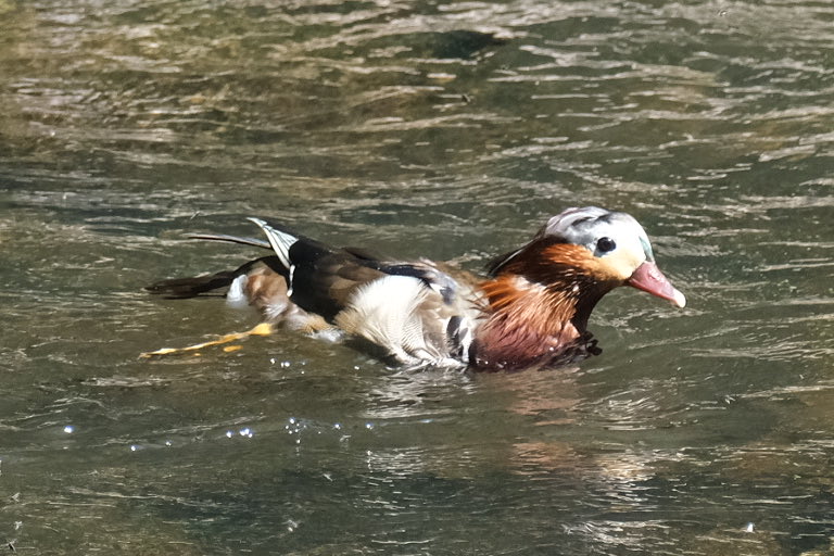 GadgeesBlog's tweet photo. #derwent #northumbria
#bird #photography 
#birdphotography 
#wildlifephotography 
#wildlife https://t.co/AK6uFbTC92