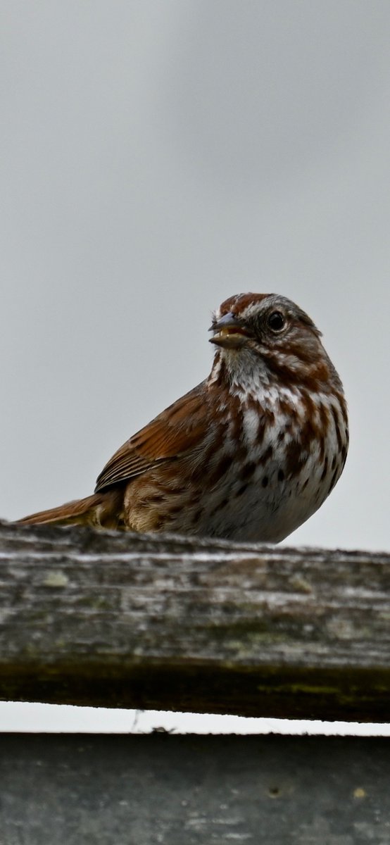 EyesScene's tweet image. Caught this little Song Sparrow in northwestern Montana! 🐦🎶 Did you know they can learn over 20 song variations? Spotted this beauty near Kootenai river—such a treat! Where’s your favorite birding spot? #BirdWatching #SongSparrow #MontanaWildlife