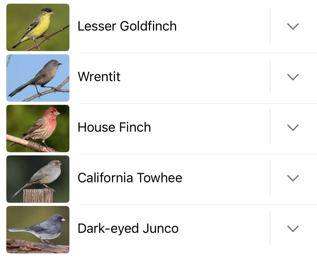 Writing4RRR's tweet image. listen, listen, hear
birds in conversation cry
Natures attuning