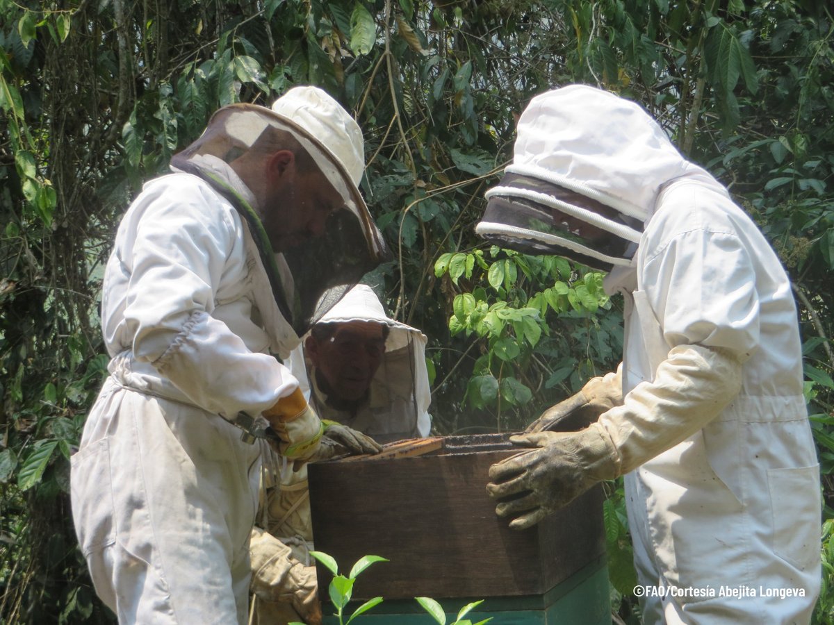 🐝 En este #DíaMundialDeLasAbejas te compartimos la historia de Abejita Longeva, un bioemprendimiento con la doble misión de conservar el Parque Nacional Podocarpus y fomentar el desarrollo socioeconómico de sus integrantes.

🟡 fao.org/ecuador/notici…

#ForestFarmFacility