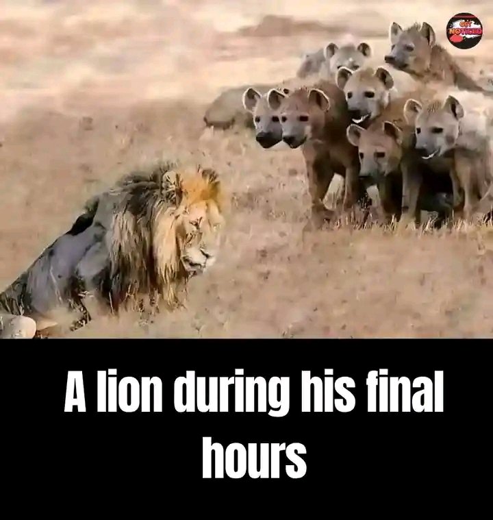 A lion during his final hours. 
In the wild, as lions near the end of their lives, they typically separate from their pride, finding a quiet and secluded place to rest.
Weakened by age or illness, they become less able to hunt and defend themselves.