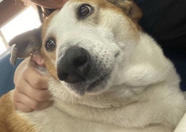 Tou apaixonado no Silveira Reitor da UFSM 🐶 #silveiraufsm