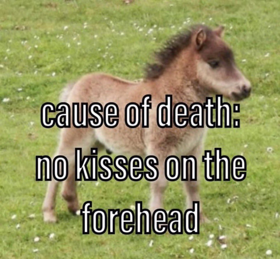not cute & kinky memes (@cravedcuddle) on Twitter photo 