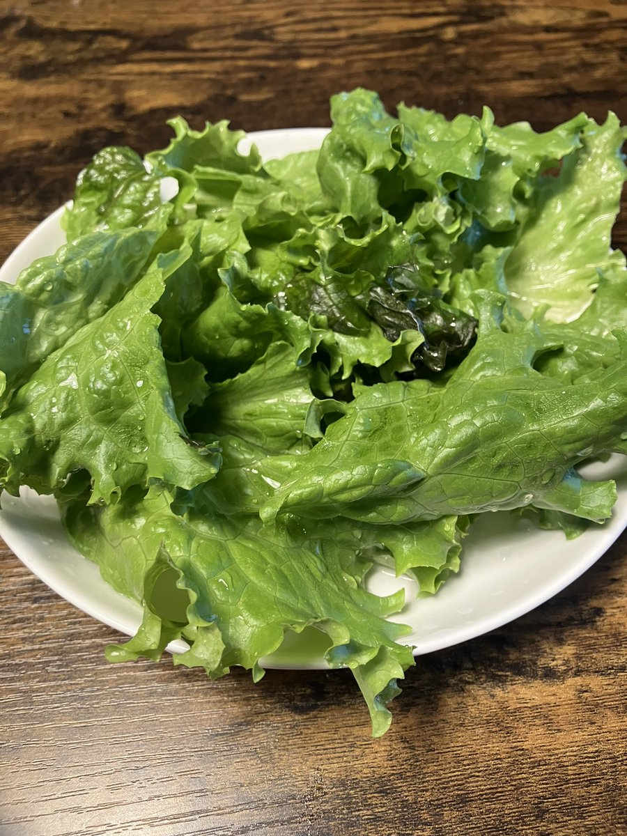 収穫したレタス。
大きすぎて2枚でこの量😅