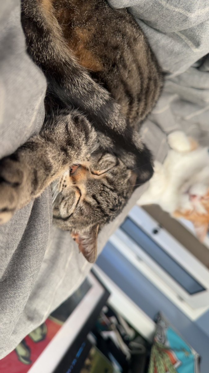 give your cat a forehead kiss for me today