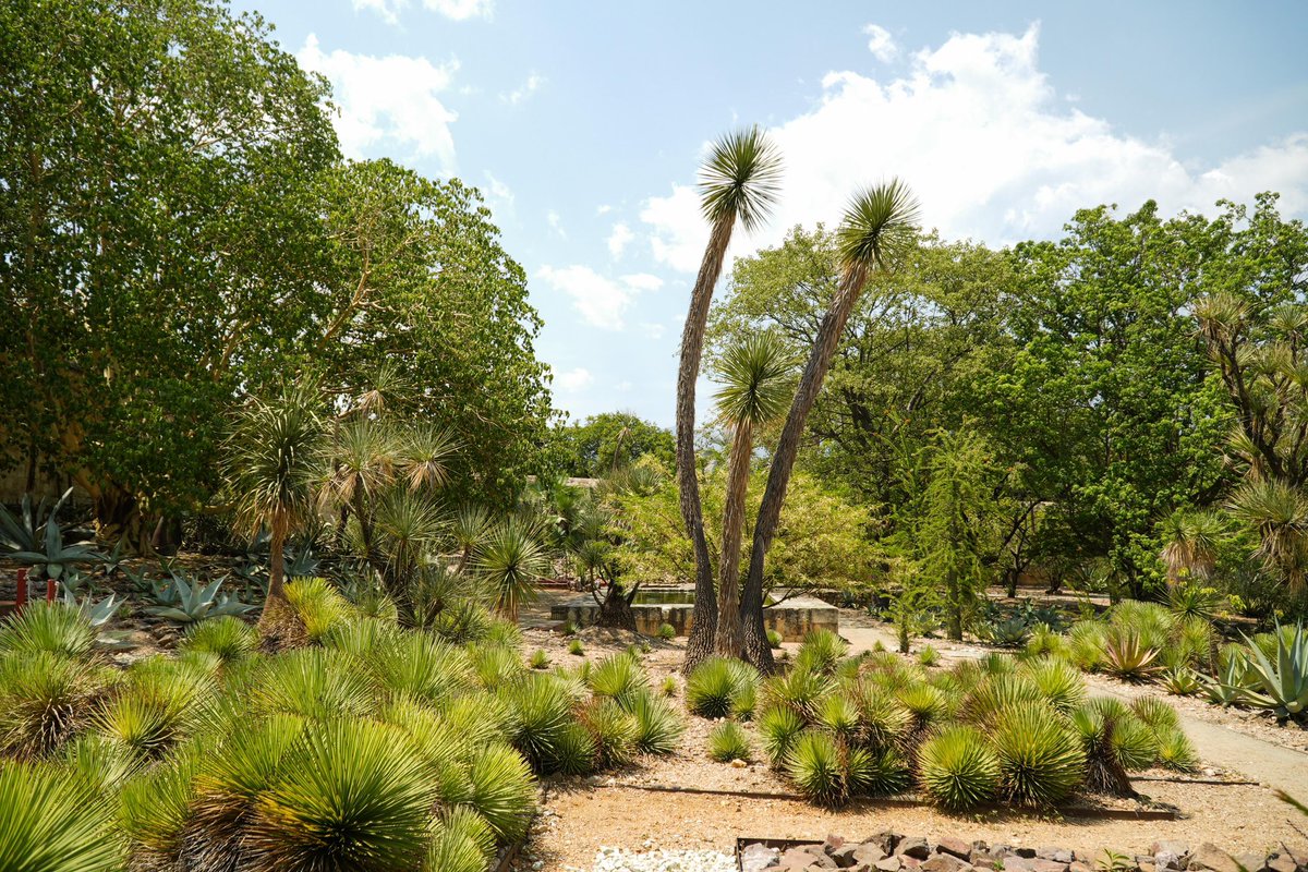 Este día recorrimos el Jardín Etnobiológico de Oaxaca, ubicado dentro del Centro Cultural Santo Domingo, un lugar imperdible en el Centro Histórico de la ciudad de Oaxaca. Esta visita la realizamos junto al director general de la <a href="/OCCE_GobOax/">OCCE OAXACA</a>, Francisco Javier Andrés Pacheco.
