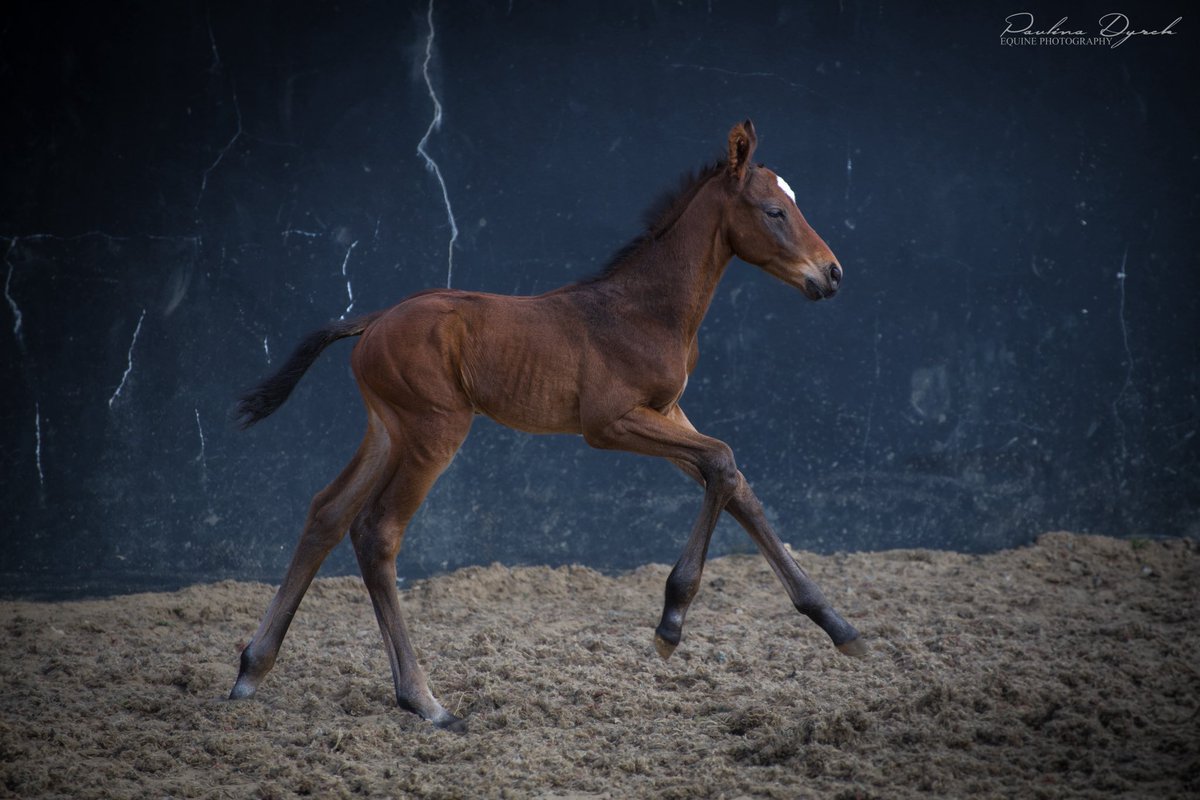 paulad1986's tweet photo. The last one this year 😉 Lovely colt by Hurricane Lane ❤️

#BallyfroryStud #RPFoalGallery #Coolmore #HurricaneLane https://t.co/EMYYWFmmNN