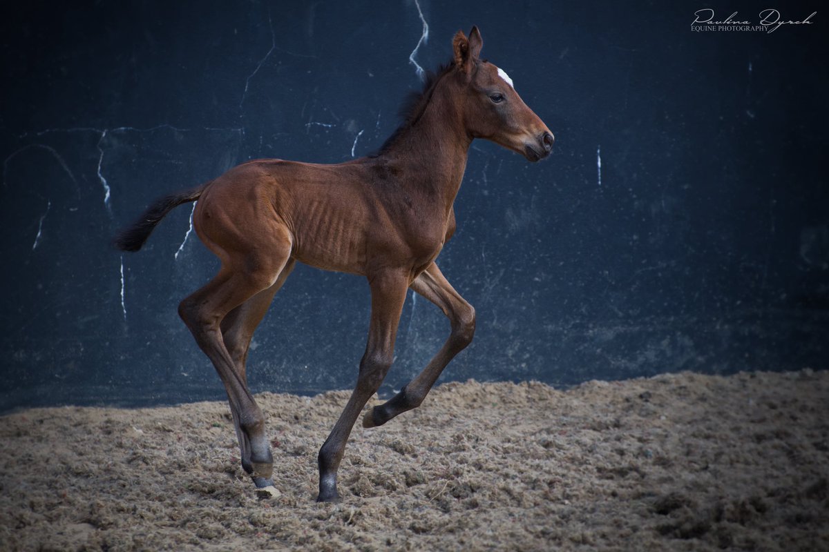 paulad1986's tweet photo. The last one this year 😉 Lovely colt by Hurricane Lane ❤️

#BallyfroryStud #RPFoalGallery #Coolmore #HurricaneLane https://t.co/EMYYWFmmNN