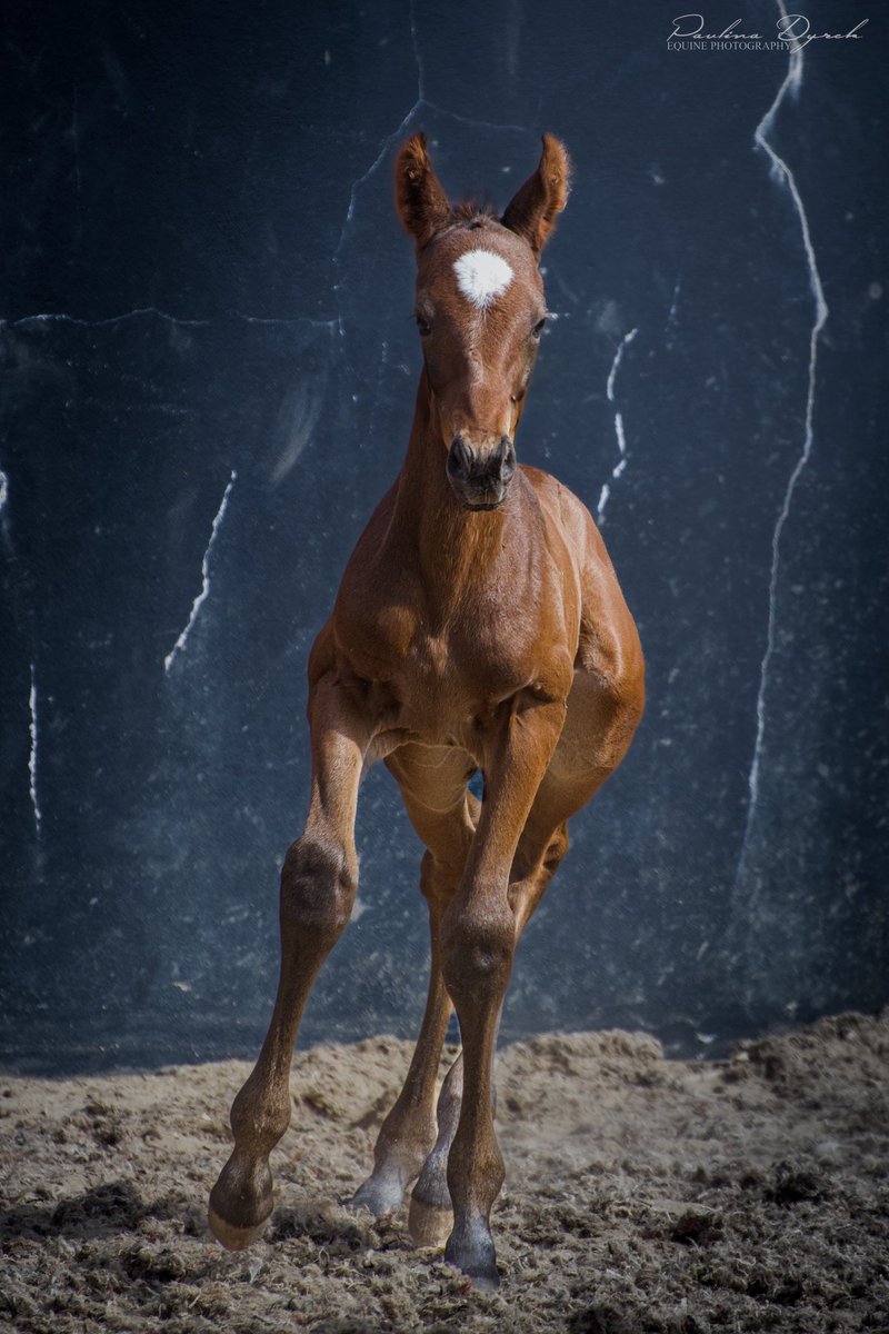 paulad1986's tweet photo. The last one this year 😉 Lovely colt by Hurricane Lane ❤️

#BallyfroryStud #RPFoalGallery #Coolmore #HurricaneLane https://t.co/EMYYWFmmNN