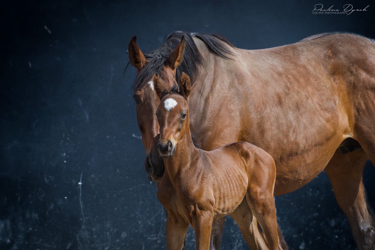 paulad1986's tweet photo. The last one this year 😉 Lovely colt by Hurricane Lane ❤️

#BallyfroryStud #RPFoalGallery #Coolmore #HurricaneLane https://t.co/EMYYWFmmNN