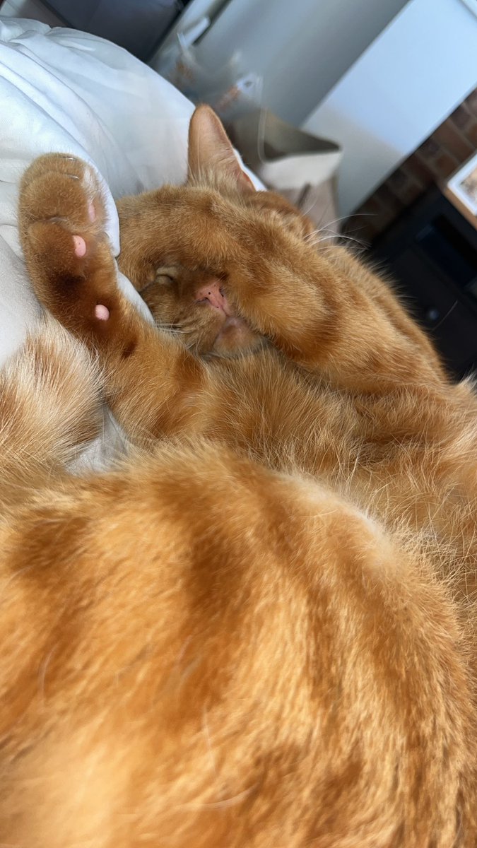 AlbaKaeufer's tweet photo. fotos de Uli el gato más guapo , como le quiero https://t.co/oCKQtupvHX