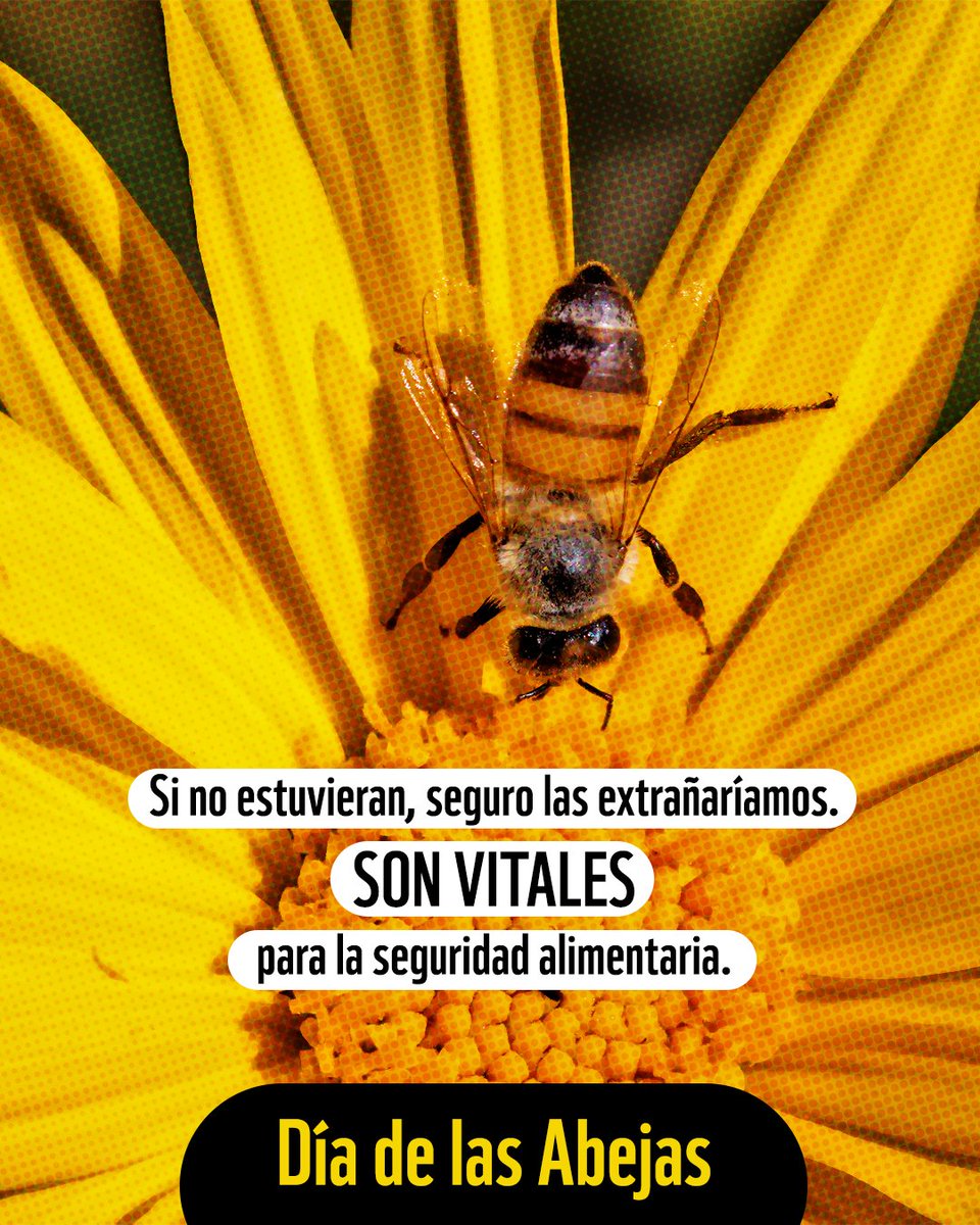 Con abejas, hay color, sabor y nutrientes en nuestros platos, sin ellas, muchos alimentos desaparecerían.🐝
+ 75% de los cultivos que consumimos dependen de su trabajo.
Recordemos a estas pequeñas trabajadoras que cumplen un papel gigantesco para la vida.
#DíaMundialDeLasAbejas