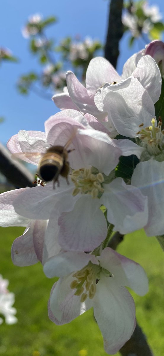 CiderFire's tweet image. ⁦@CityNatasha⁩ ⁦@CityCynthia⁩ Talking about #honeybees here’s photos to show how important it is to pollinate our #apple and #pear #orchards here at O’Keefe Grange #canadasrarestorchard great to show people where the #fruit comes from!