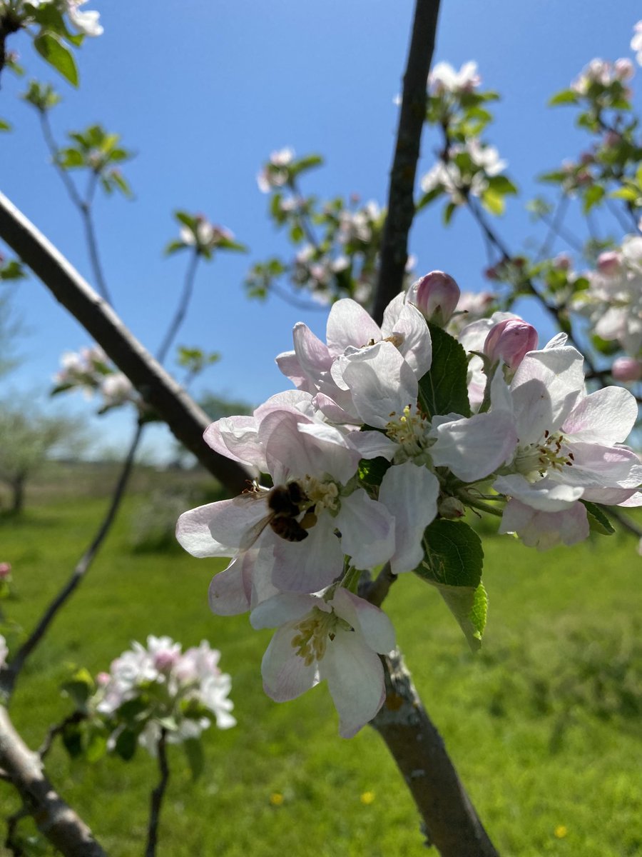 CiderFire's tweet image. ⁦@CityNatasha⁩ ⁦@CityCynthia⁩ Talking about #honeybees here’s photos to show how important it is to pollinate our #apple and #pear #orchards here at O’Keefe Grange #canadasrarestorchard great to show people where the #fruit comes from!
