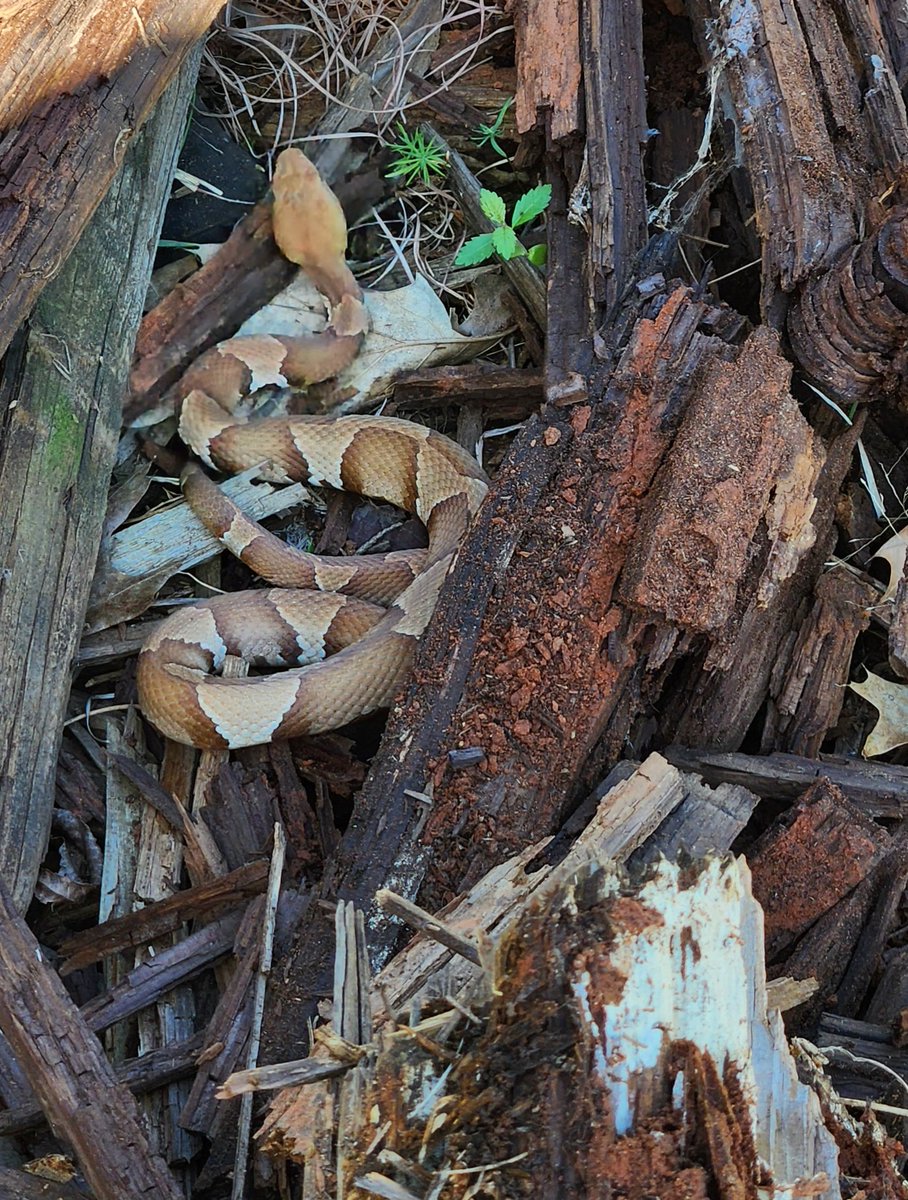 No thanks Mr. Copperhead.