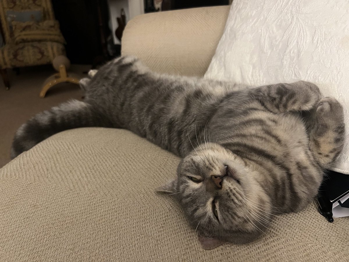 🕷️🌈🏳️⚧️MadCatLadyJules (@podweed) on Twitter photo When you’ve been away with work and someone’s pretending you’re not home 🙄 When you’ve been away with work and someone’s pretending you’re not home 🙄