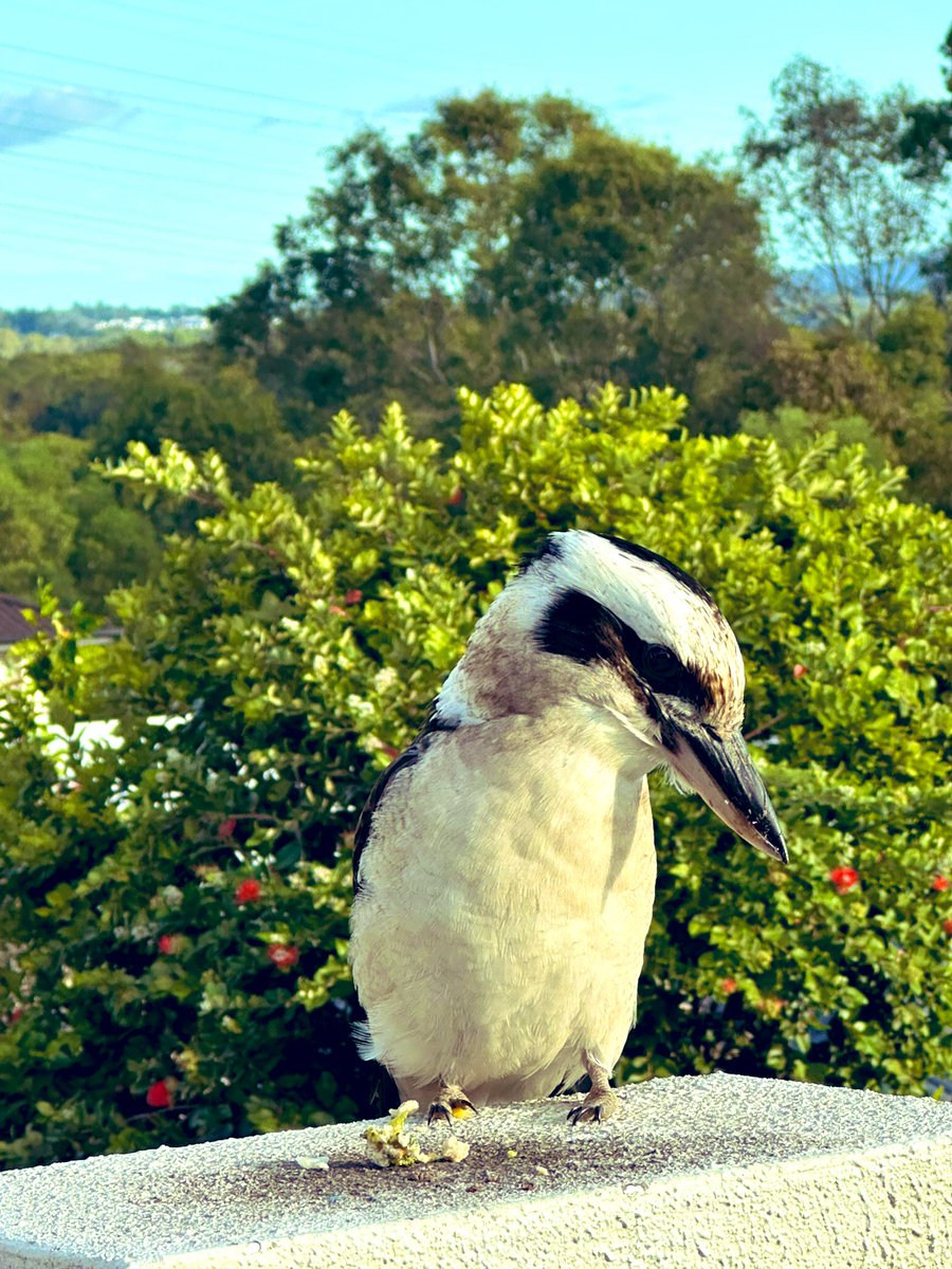 #kookaburra - tricky spelling for a beautiful bird!