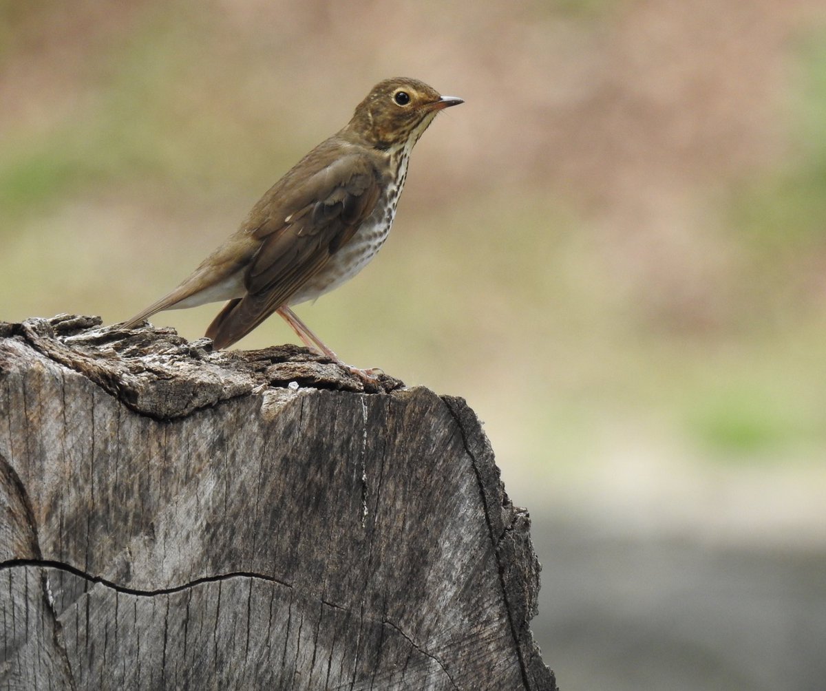 Swainson’s Thrush in Greenwood Cemetery. <a href="/BirdBrklyn/">Brooklyn Bird Alert</a>