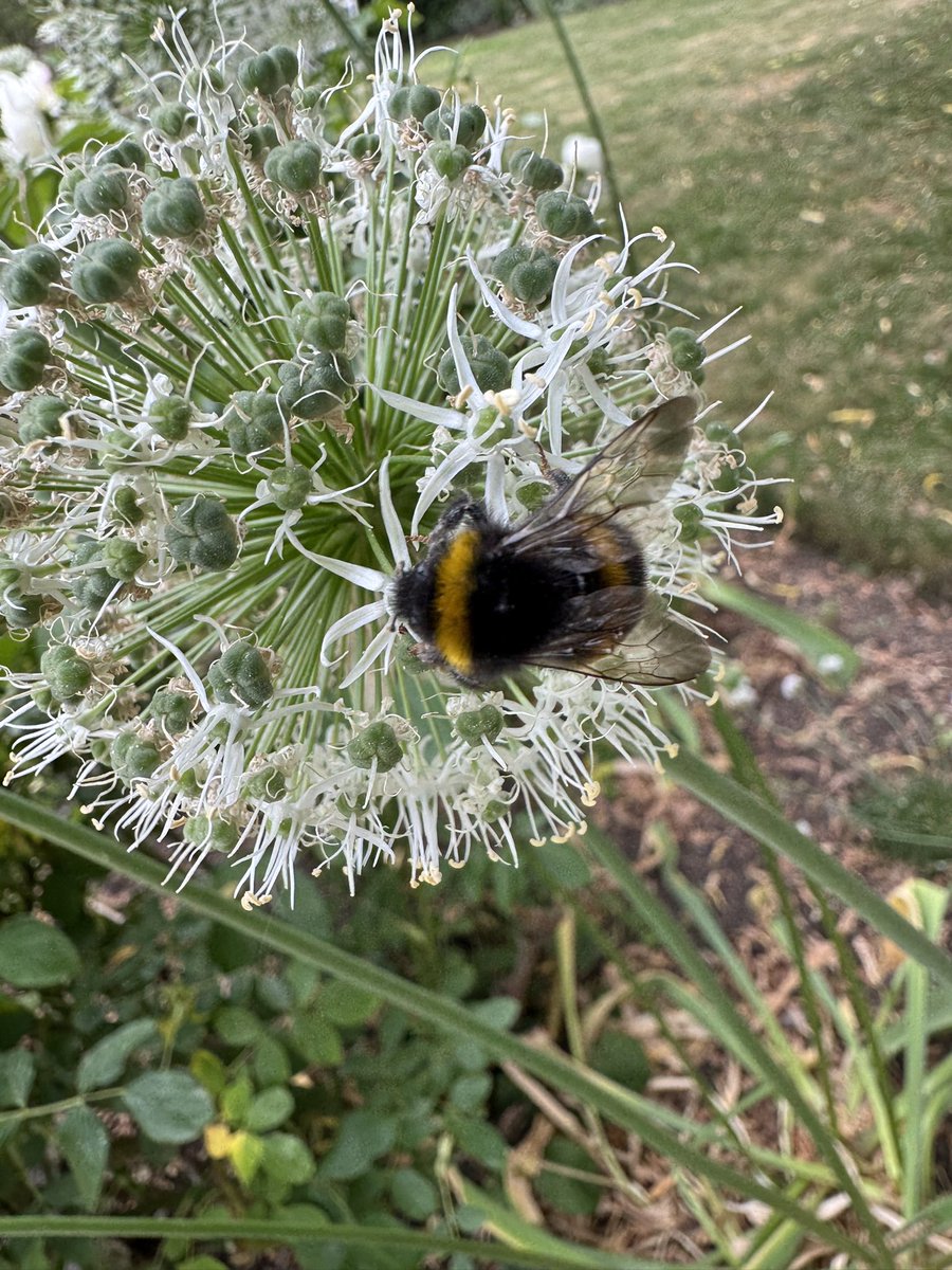 Happy 🐝 Bee Day - Culls Cottage #southrop #Cotswolds #bees