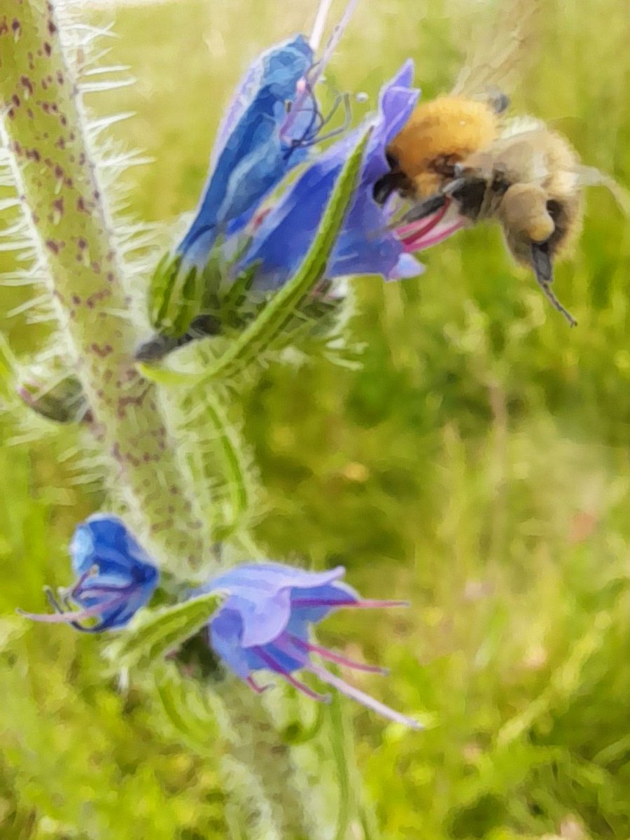 stephbhappening's tweet image. Nature's little miracle in action! 🐝✨ Watching this bee gather pollen, reminded how every tiny effort adds up to something beautiful. #Pollinators #BeeMagic