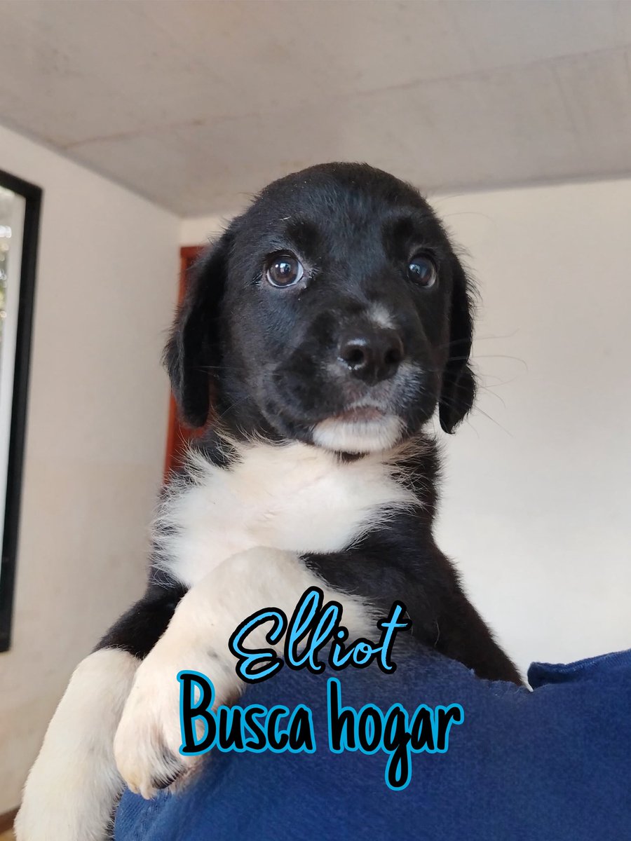 George y Elliot buscan hogar, desparasitados, vacunados, esterilizados, hermosos, divinos, preciosos jejejeje, si quieres darle una oportunidad de vida por favor escríbenos al 
WhatsApp 📲 3118009018 💙💙💙💙💙