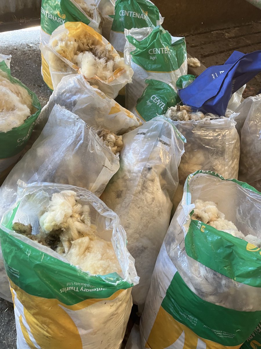 Dermot Campion (@dcampion244) on Twitter photo Had the pleasure of helping shear 17 sheep over weekend!!! All in the wool made €10 in total. Might talk to <a href="/Chapelizodfarm/">William Hutchinson.</a> Crazy with all this sustainability crack in world wool is so cheap. How is it possible <a href="/TeagascSheep/">TeagascSheep</a> Had the pleasure of helping shear 17 sheep over weekend!!! All in the wool made €10 in total. Might talk to <a href="/Chapelizodfarm/">William Hutchinson.</a> Crazy with all this sustainability crack in world wool is so cheap. How is it possible <a href="/TeagascSheep/">TeagascSheep</a>