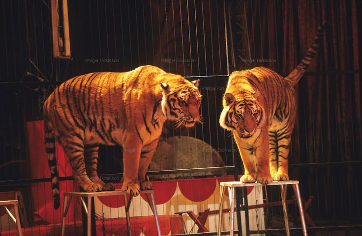 𝑱𝒖𝒔𝒕𝒊𝒏. (@themancandy) on Twitter photo 