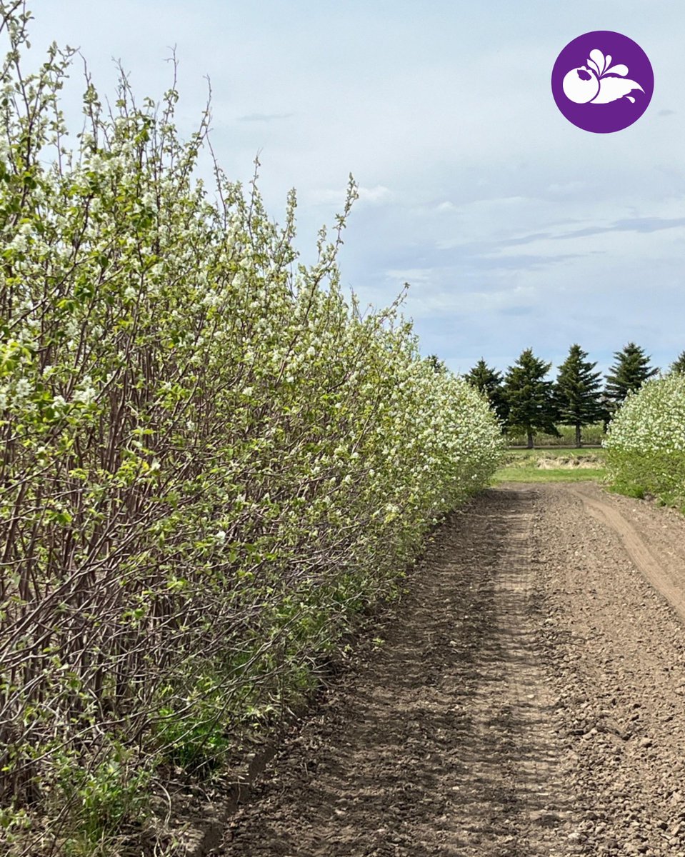 prairieberries's tweet photo. We’re in full bloom! Our Saskatoon berry trees are flowering, and these first blossoms offer an early glimpse into the season ahead. It typically takes 50–53 days from first bloom to harvest — putting us on track for an early harvest the last weekend of June. The countdown is on! https://t.co/Xbx3U9yLSg