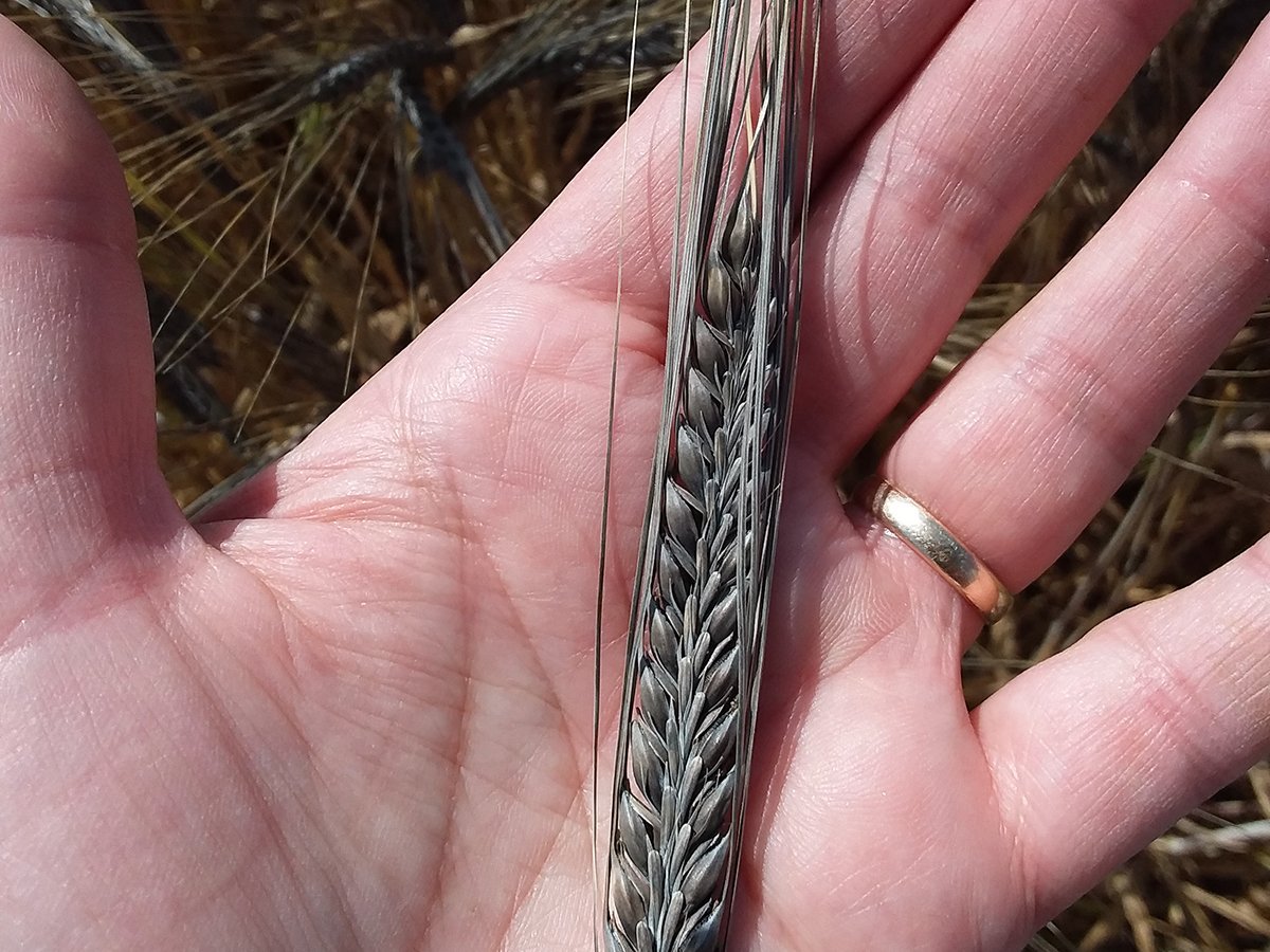 SaskBarley (@saskbarley) on Twitter photo Would you eat #blackbarley? Researchers with <a href="/AAFC_Canada/">AAFC Canada</a> in Brandon have developed a new line of black barley, which could become popular in the food barley market.
📰 producer.com/news/hopes-hig…
#EatBarley #CropDevelopment #NewVarieties #HeartHealth Would you eat #blackbarley? Researchers with <a href="/AAFC_Canada/">AAFC Canada</a> in Brandon have developed a new line of black barley, which could become popular in the food barley market.
📰 producer.com/news/hopes-hig…
#EatBarley #CropDevelopment #NewVarieties #HeartHealth