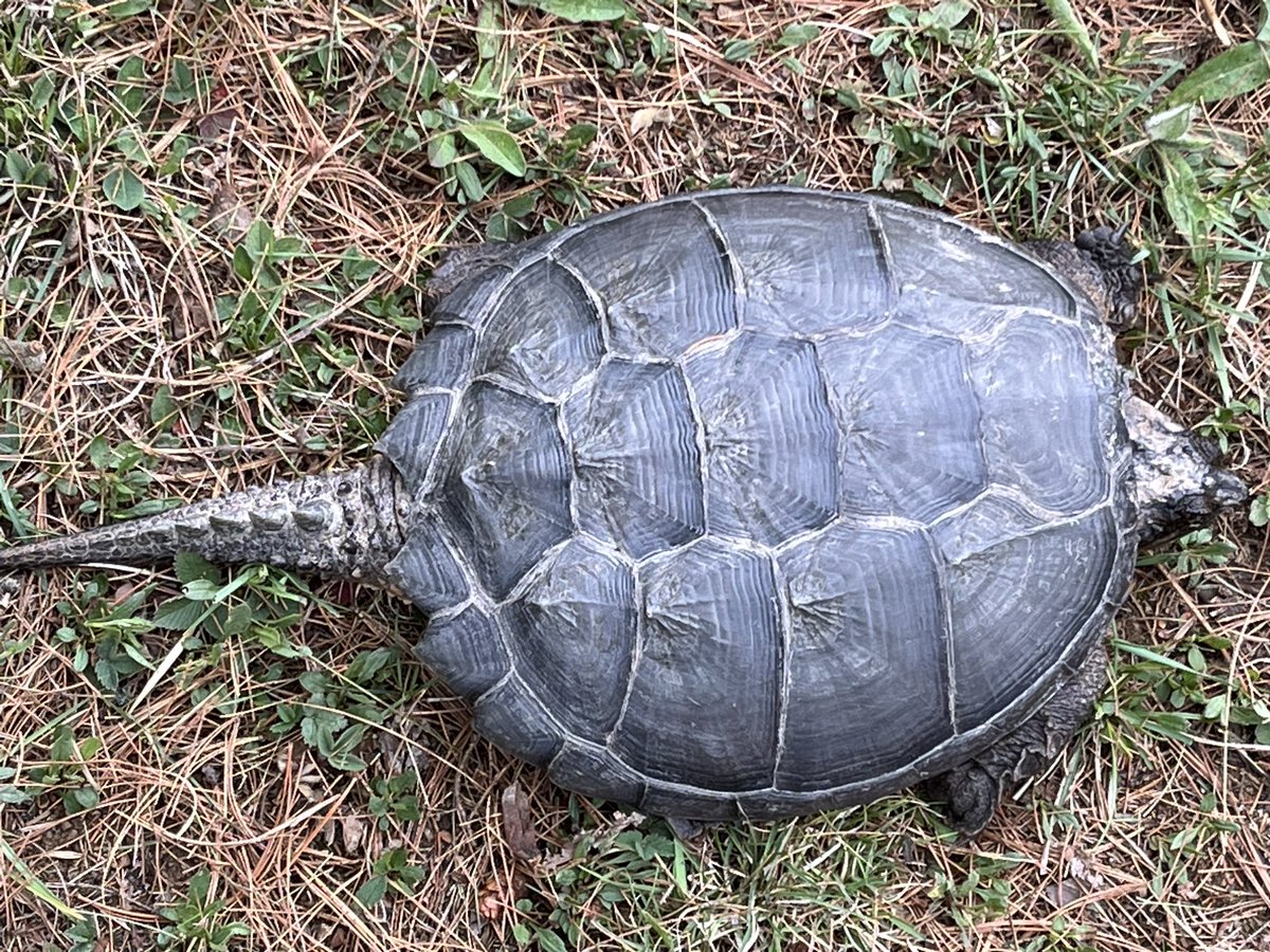 DonaldBPeck's tweet photo. Looks prehistoric with that tail. https://t.co/QkqA9NOsBj