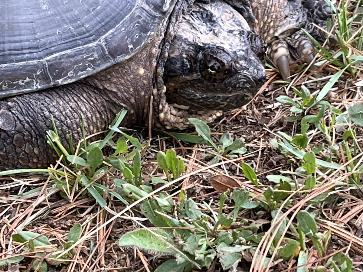 DonaldBPeck's tweet photo. Looks prehistoric with that tail. https://t.co/QkqA9NOsBj