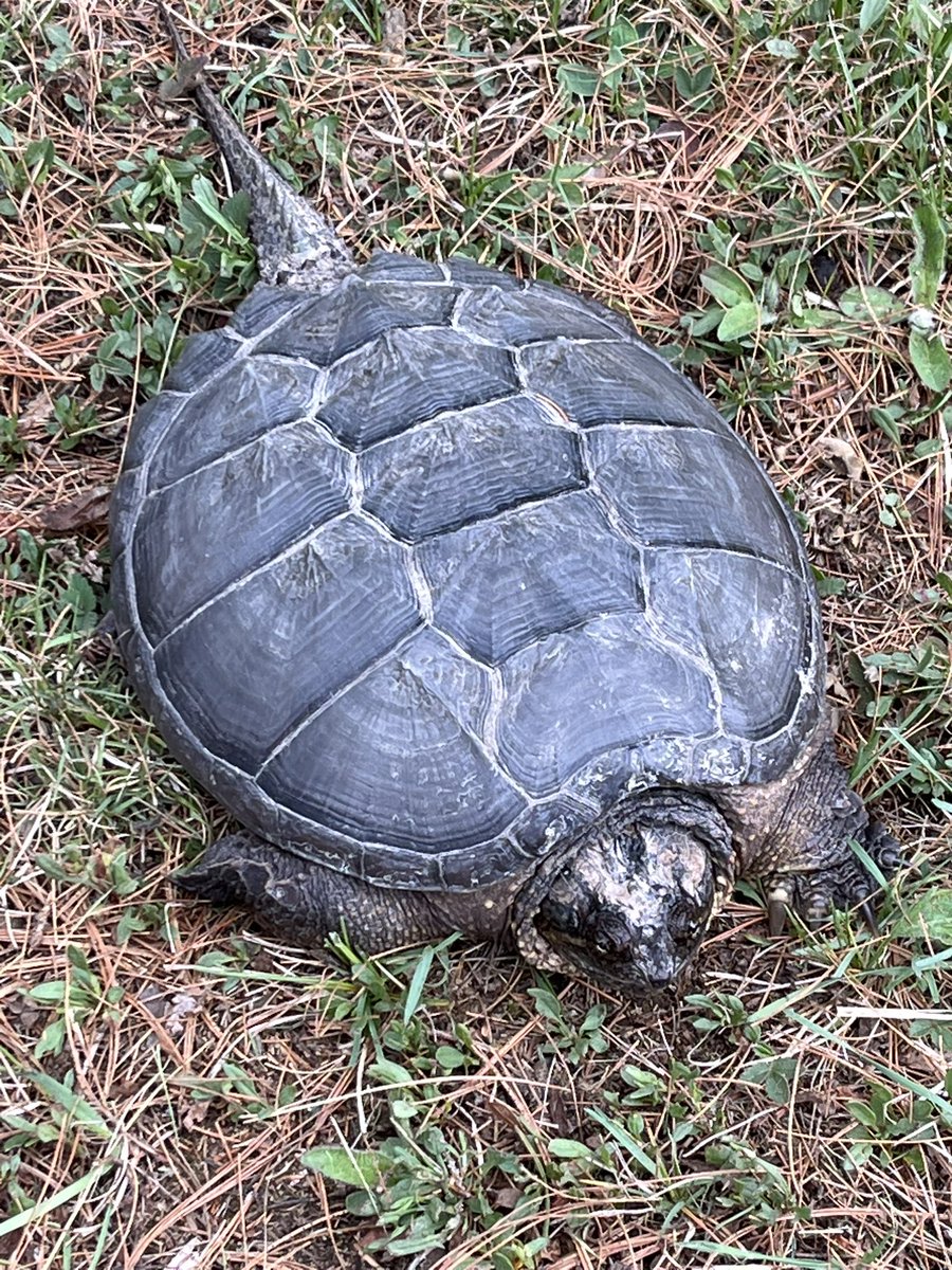 DonaldBPeck's tweet photo. Looks prehistoric with that tail. https://t.co/QkqA9NOsBj