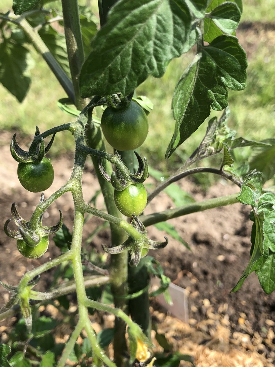 P7RYIBiZVzsVBni's tweet photo. おはようございます🌥️
ベビーラッシュ🍅🥒
今日も良い1日をね🍀
＃家庭菜園 https://t.co/Y3llLsVYxC