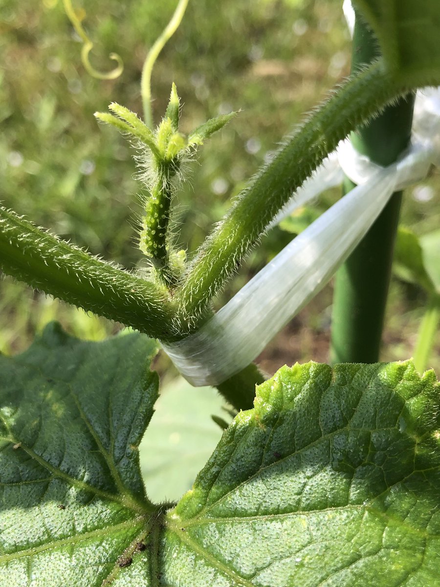 P7RYIBiZVzsVBni's tweet photo. おはようございます🌥️
ベビーラッシュ🍅🥒
今日も良い1日をね🍀
＃家庭菜園 https://t.co/Y3llLsVYxC