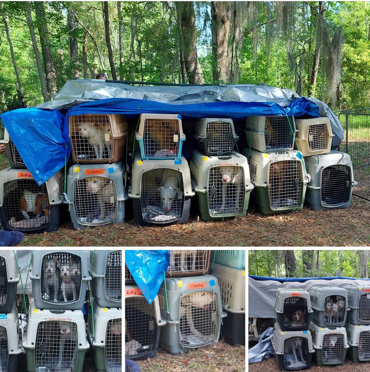 This is Johns Island in Charleston County, South Carolina. Law enforcement says no ordinances have been violated here! Wtf?! These dogs are crammed into crates with no water in sight! It’s been in the 80s&amp;90s… Call Sheriff Carl Ritchie and demand he do something! 
(843) 554-2485
