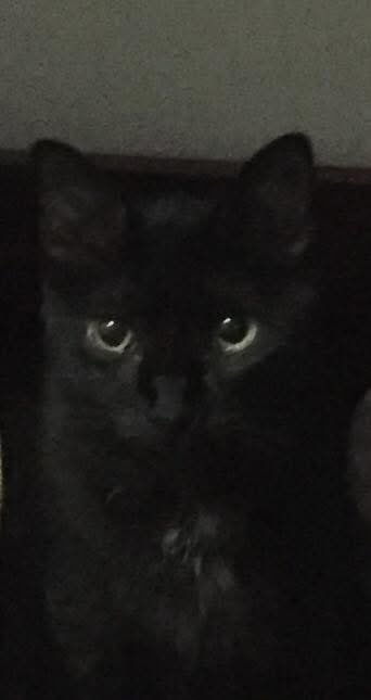 Moncho o Monchito, mi twin, mi gato