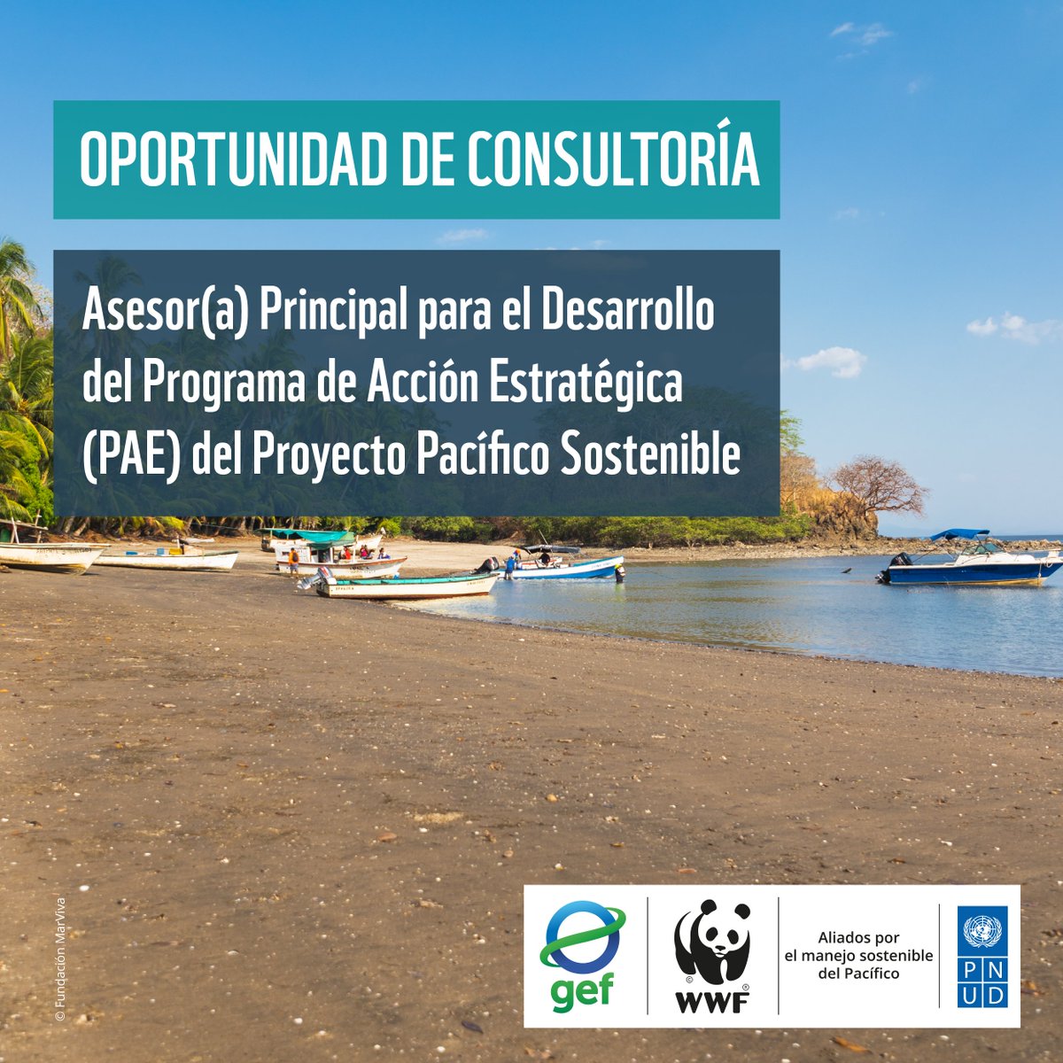 WWF_MAR's tweet photo. #ConsultoríaAbierta | Se busca asesor(a) principal para liderar la formulación del Programa de Acción Estratégica, en el marco del proyecto #PacíficoSostenible

🌍 Experiencia en planificación estratégica y metodología del @theGEF 

🗓️ Postula antes del 15 de junio
📄 TDR: https://t.co/Pcov4vGnib

@PNUDLAC @IWLEARN @PNUD_CR @PNUD_Mexico @PNUDGuatemala @PNUDHonduras @PNUDPanama @PNUDEcuador @PnudColombia