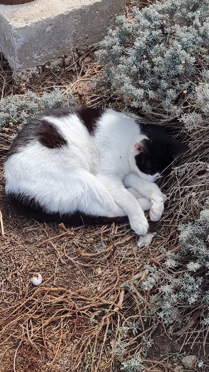 Tell me you're in #Cyprus without telling me you're in Cyprus 🐈🐈‍⬛
You can donate to help cats at the Aliathon Hotel, where we stayed a while ago 👇
gofundme.com/f/cats-in-paph…