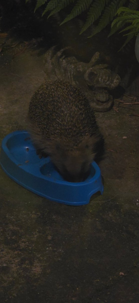 What a beautiful visitor we had tonight. It's wonderful to see 🦔