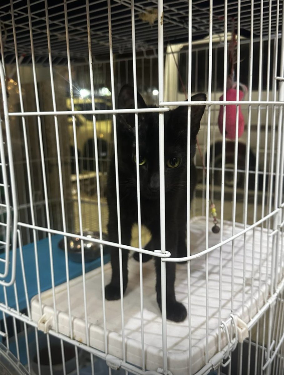 romarbla's tweet photo. @Descubrir_BA Este gatito hace tres semanas que está esperando que alguien lo adopte en una vete de Paraguay 3514 en Palermo . Tiene un pequeño problemita que no le ocurre siempre solo a veces no controla esfínteres . Pobre ángel se lo llevaron y lo devolvieron . Es un dulce súper mimoso https://t.co/kAIIsmpNhP
