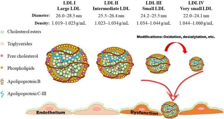 Saying that LDL cholesterol is "bad" is too vague to have any meaning. 

There are over a dozen different types of LDL. Its the small dense LDL (that is damaged due to oxidation and desialylation) that can cause damage to the endothelium.

Sugar and refined carbs are one of the